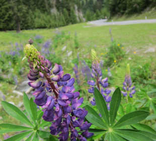 Lupinien