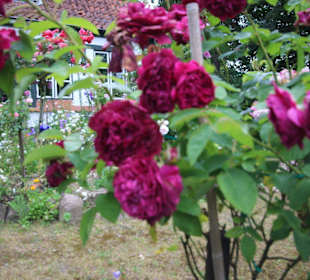 Windmühle Fortuna blühende Rosen