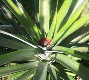 Ananas