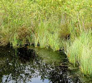Hochmoor-Impressionen vom Moorerlebnispfad