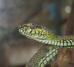 Nicht nur Schmetterlinge...