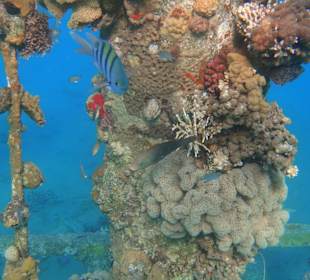 Schnorcheln Sahl Hasheesh