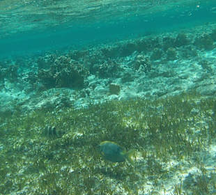 Unterwasserwelt
