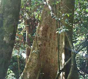 Dżungla w parku Taman Negara