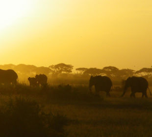 Amboseli