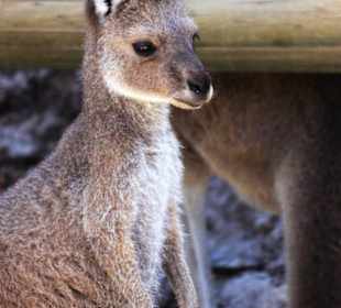 Joey @ Lucky Bay 