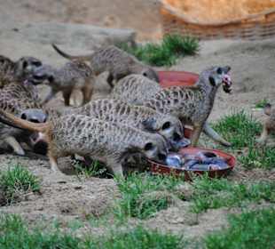 Fütterung der Erdmännchen