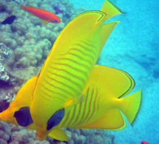 Falterfische Hausriff Hotel Fort Arabesque