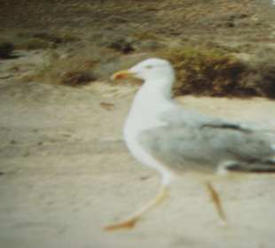 Möwe am Papagayo Strand
