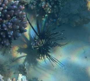 Hoteleigene Riff direkt am Strand