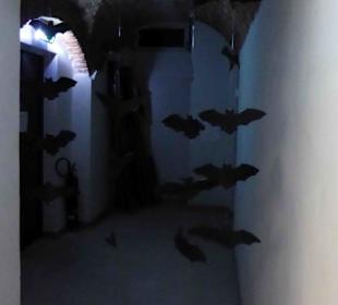 Fledermausmuseum im Untergeschoss