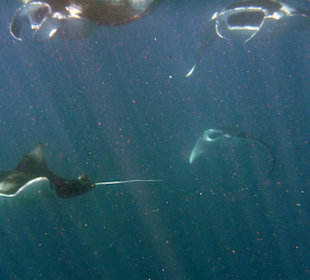 Экскурсия Ocean adventure