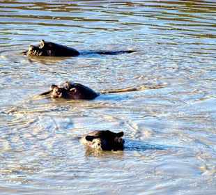 Hippos im Mara