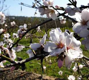 Mandelblüten