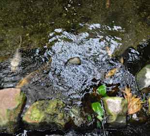Fische
