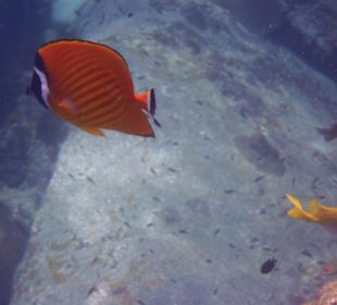 Falterfisch / Couplefisch