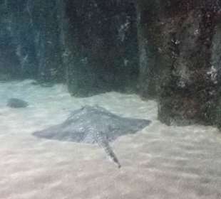 Kurz vor dem Verbuddeln...