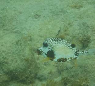 Beim Schnorcheln gesehen 