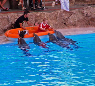 Delfin Show
