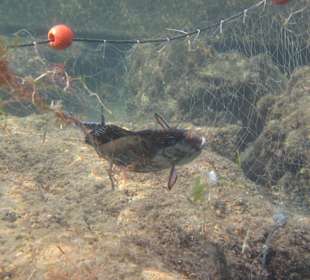 Qualvolles Sterben im Naturschutzgebiet