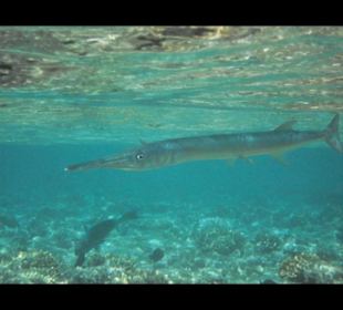 Hotel Reef Oasis Blue Bay