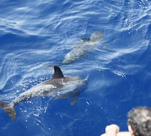 Delphin bei der Bootsfahrt mit Shogun