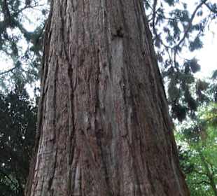 Mammutbaum im Stadtgarten