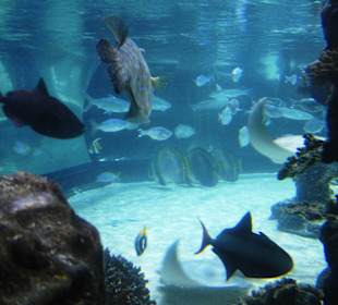 Sea Life Hannover