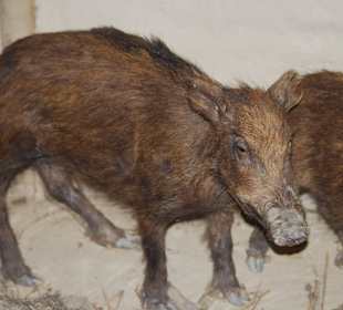 Wildschweine