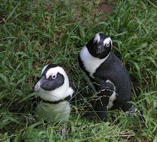 Die Pinguine von Boulders Beach 