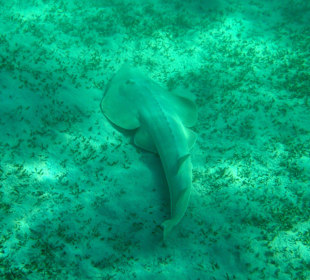 Innenriff Geigenrochen