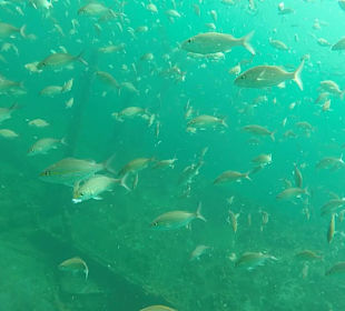 Gesunkenen Fähre vor Cayo Levantado 