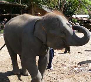 Maetang Elephant Park