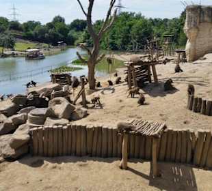 Pawian Insel