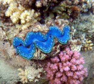 Wunderschöne Korallen