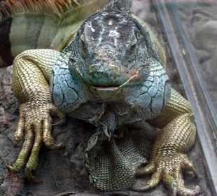 Ein ausgewachsener Leguan