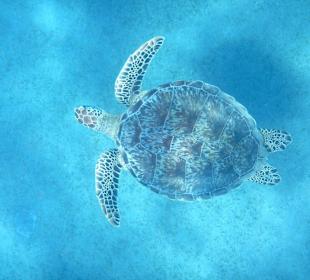 Abu Dabbab, Schildkröte - Eleganz pur