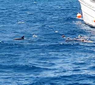 Delfin Tour Makadi Bay