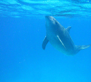 Dolphin-Tour - der Beweis