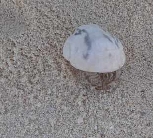 Krabbe auf der Insel Utopia