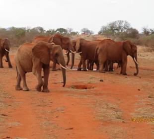 Red Elefands vom Tsavo East