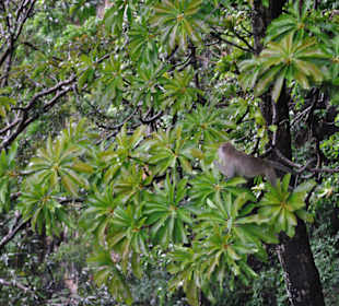 Tiger Cave Tempel (Wat Tham Sua)