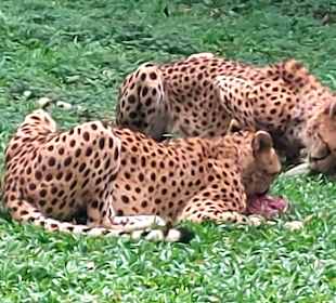 Singapur Zoo