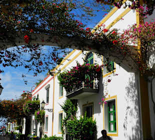 Bougainvillea überall