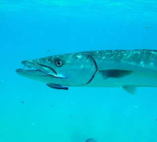Barrakuda mit Putzerfische
