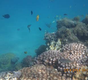 Viele Fische im hauseigenen Riff