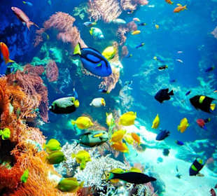 Sharm el Naga