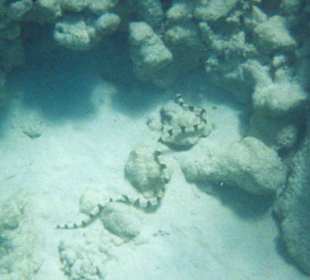 Schlange am Hausriff der Makadi bay