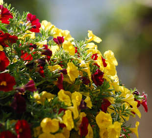 Blumenzauber