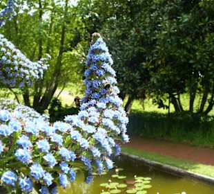 Blandys Gardens/Palheiro Gardens